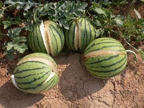 网红热瓜,揭秘网络红人的崛起与争议